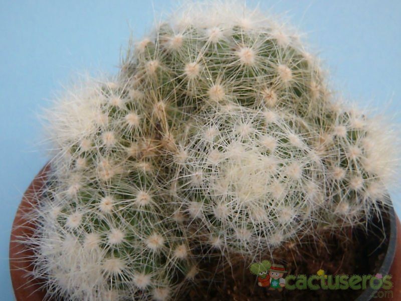 Una foto de Mammillaria baumii