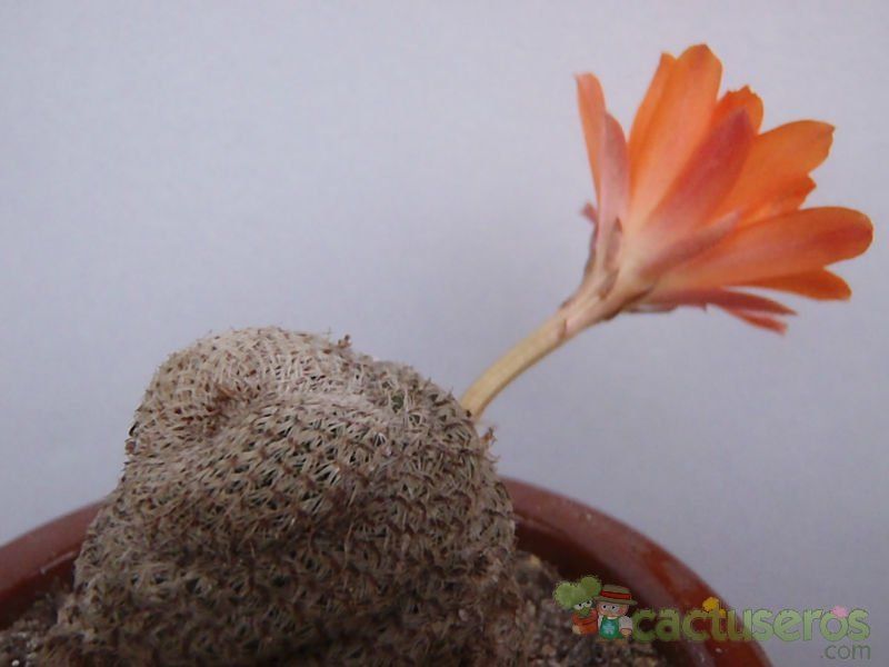 A photo of Rebutia heliosa