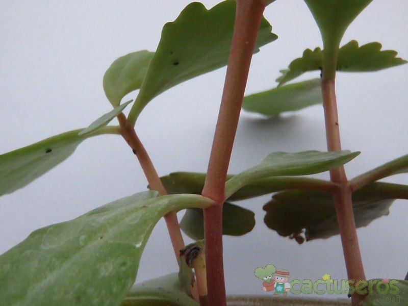 Una foto de Kalanchoe sexangularis