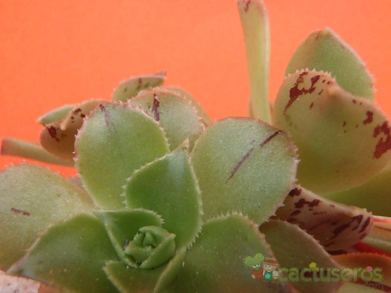 Una foto de Aeonium leucoblepharum  