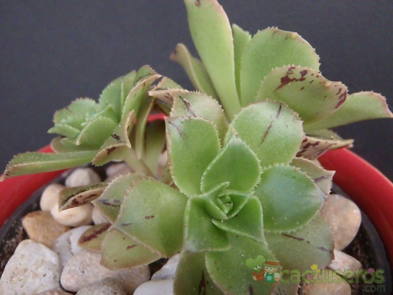 Una foto de Aeonium leucoblepharum  