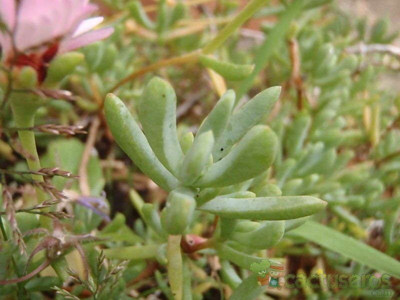 A photo of Lampranthus multiradiatus