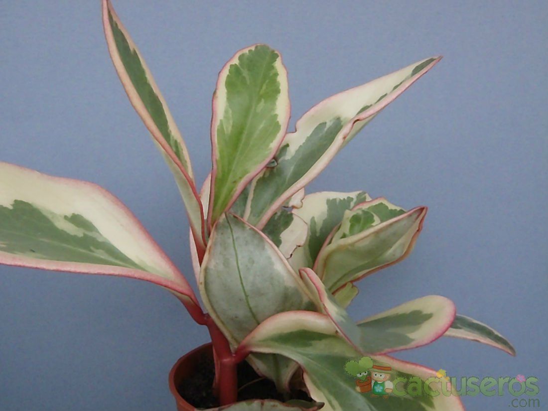 A photo of Peperomia clusiifolia fma. variegada