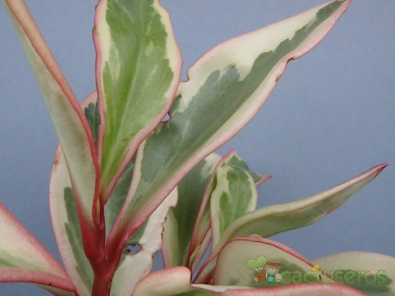 A photo of Peperomia clusiifolia fma. variegada