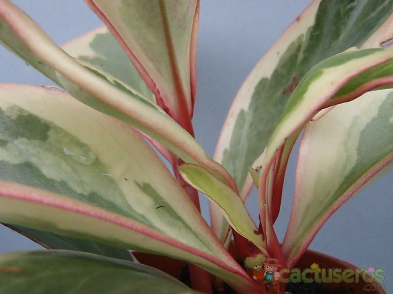 A photo of Peperomia clusiifolia fma. variegada