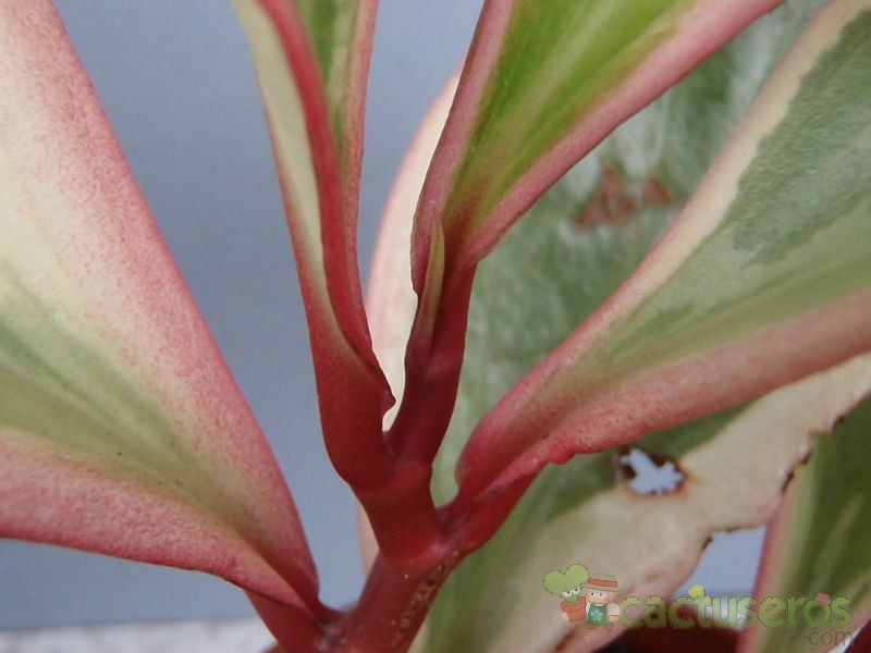 A photo of Peperomia clusiifolia fma. variegada