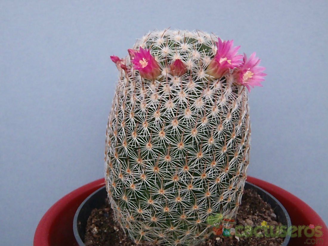 Una foto de Mammillaria matudae