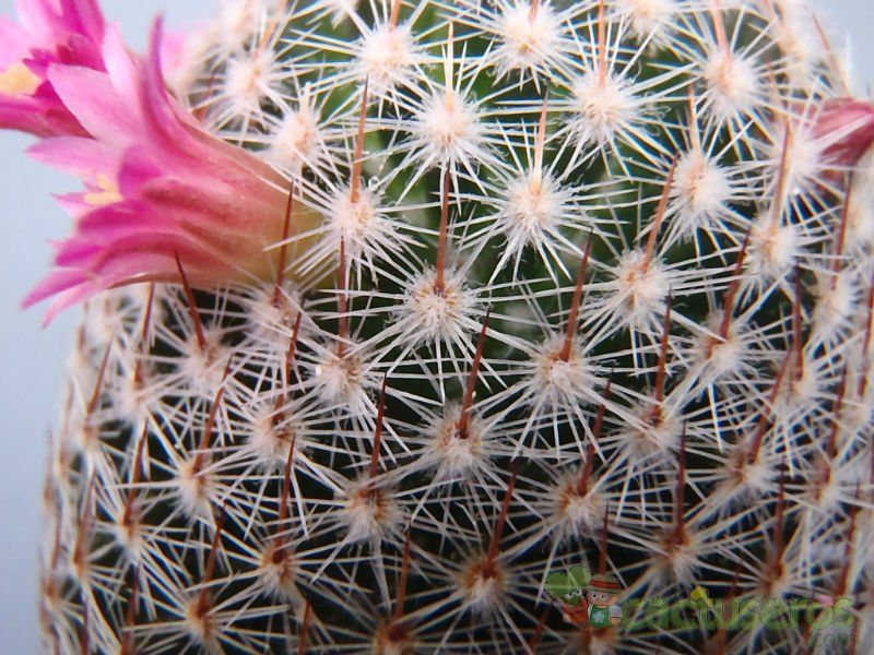 Una foto de Mammillaria matudae