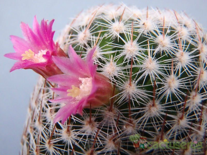 Una foto de Mammillaria matudae