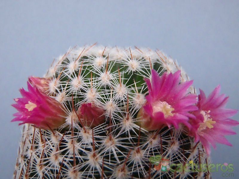 Una foto de Mammillaria matudae