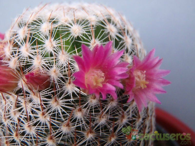 Una foto de Mammillaria matudae