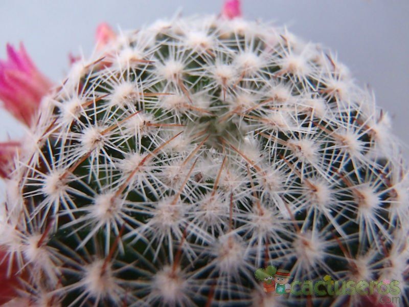 Una foto de Mammillaria matudae