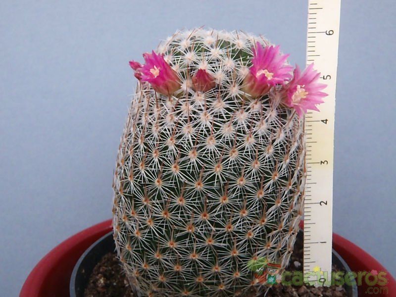 Una foto de Mammillaria matudae