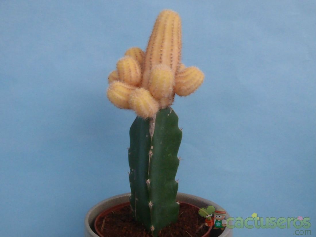 Una foto de Echinopsis chamaecereus (injertado)