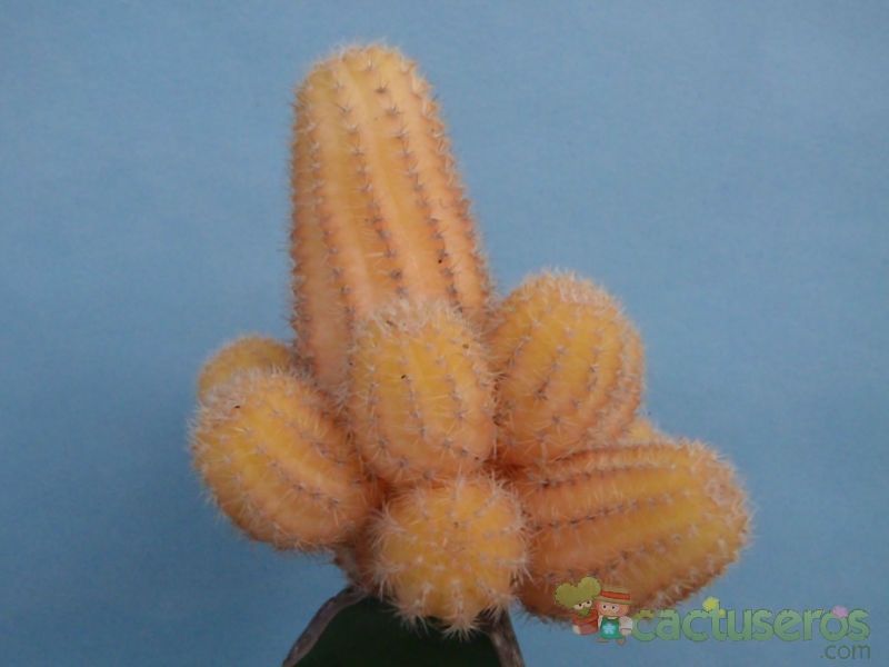 Una foto de Echinopsis chamaecereus (injertado)