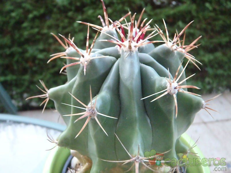 A photo of Ferocactus gracilis