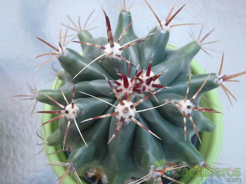 Una foto de Ferocactus gracilis