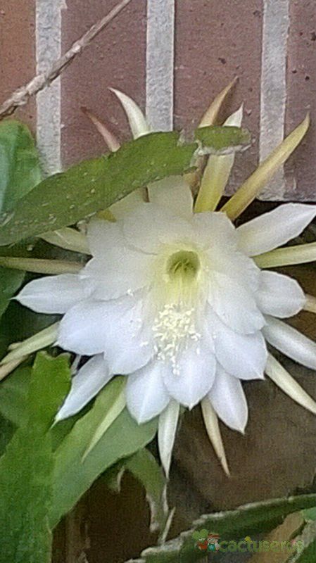 A photo of Epiphyllum crenatum