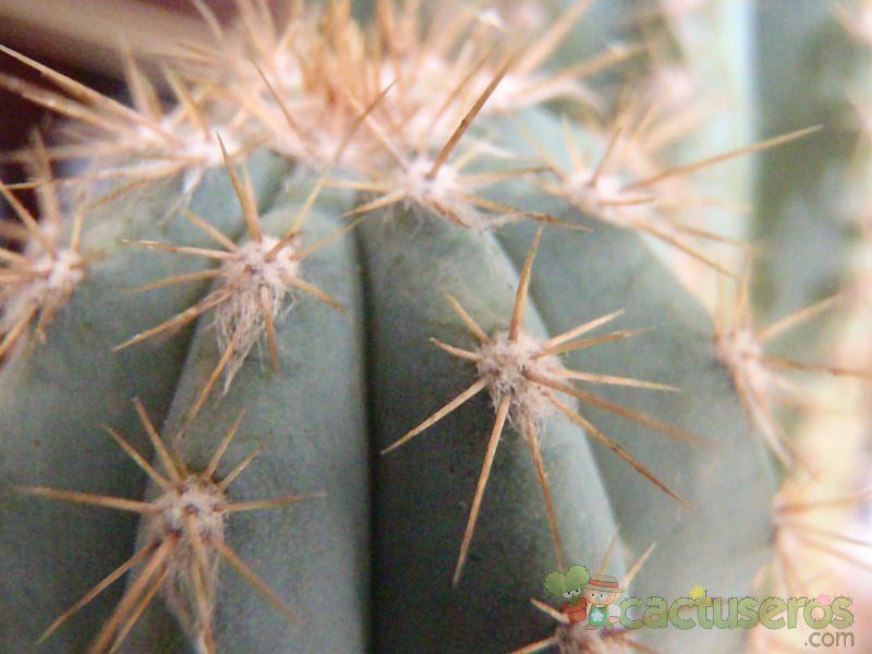 Una foto de Pilosocereus pachycladus