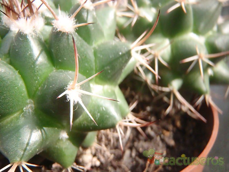 Una foto de Mammillaria bocensis