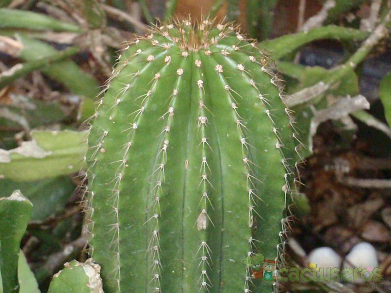 Una foto de Neobuxbaumia polylopha