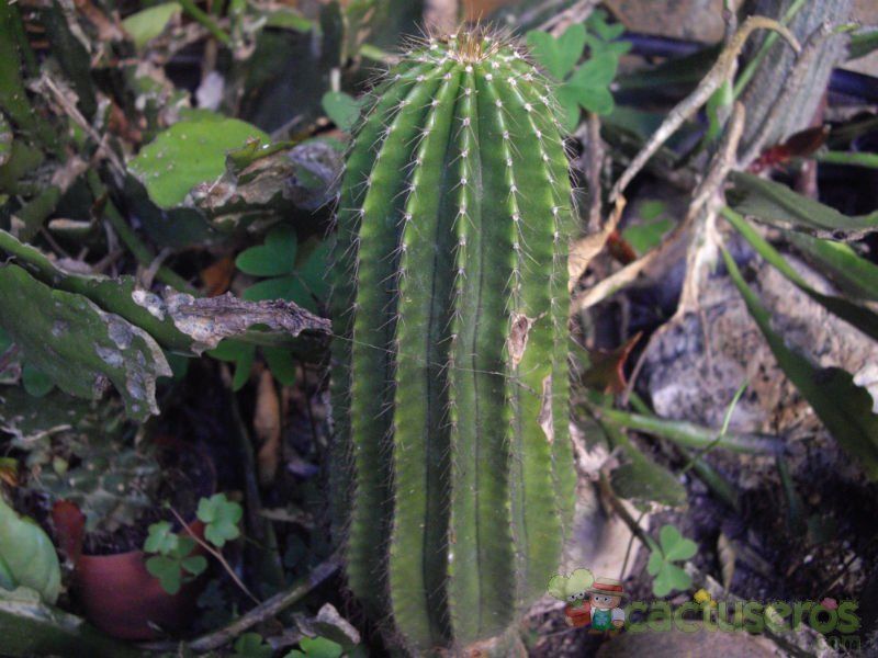 Una foto de Neobuxbaumia polylopha