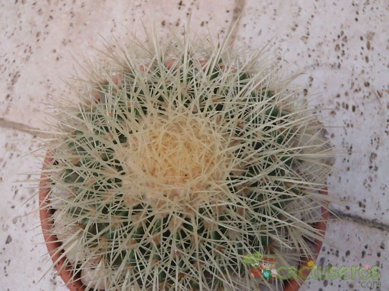 A photo of Echinocactus grusonii