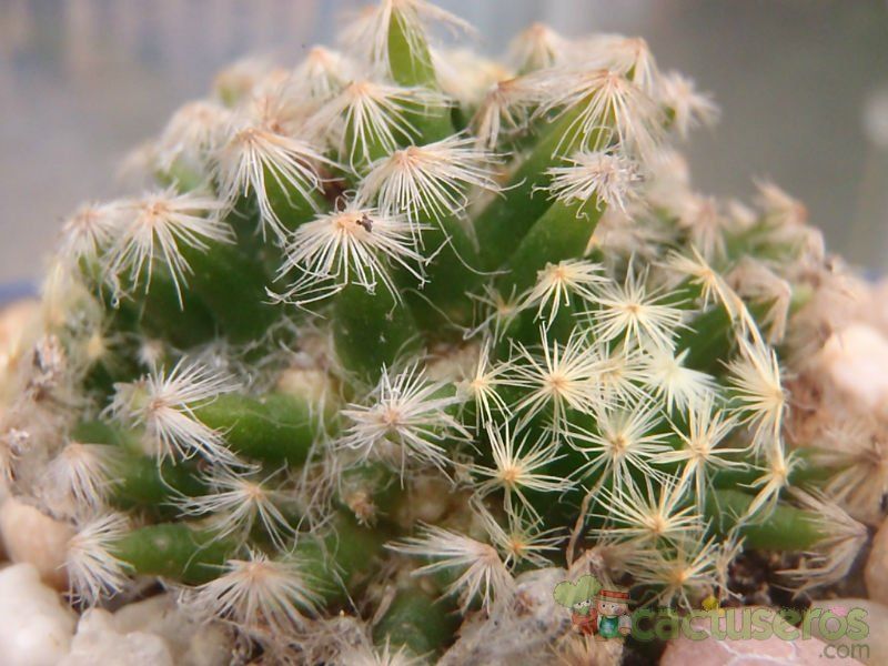 A photo of Mammillaria schiedeana