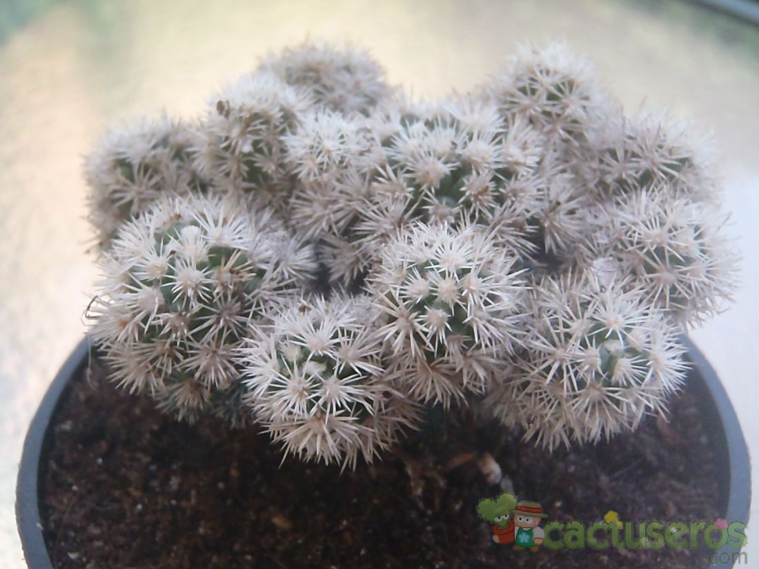 A photo of Mammillaria gracilis cv. Arizona Snowcap