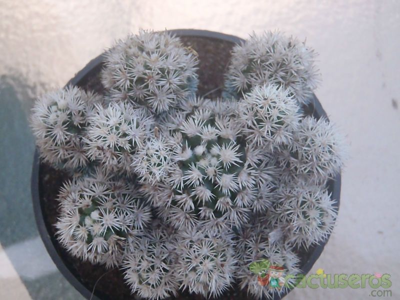 A photo of Mammillaria gracilis cv. Arizona Snowcap