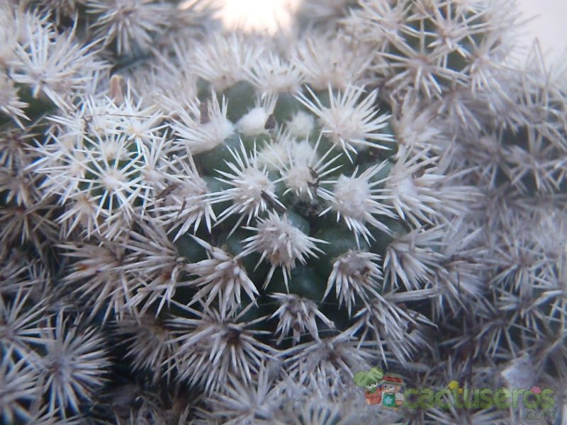 A photo of Mammillaria gracilis cv. Arizona Snowcap