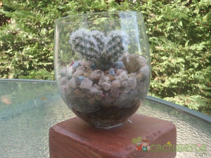 A photo of Mammillaria gracilis cv. Arizona Snowcap