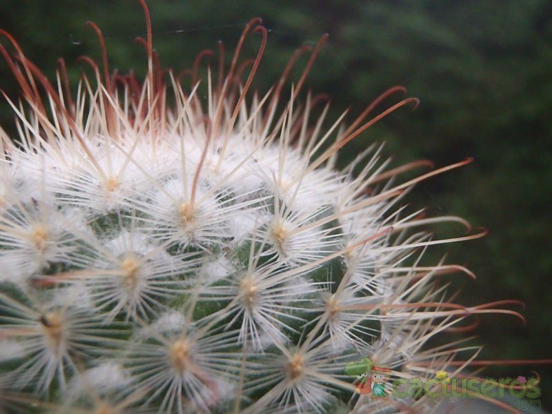 A photo of Mammillaria bombycina