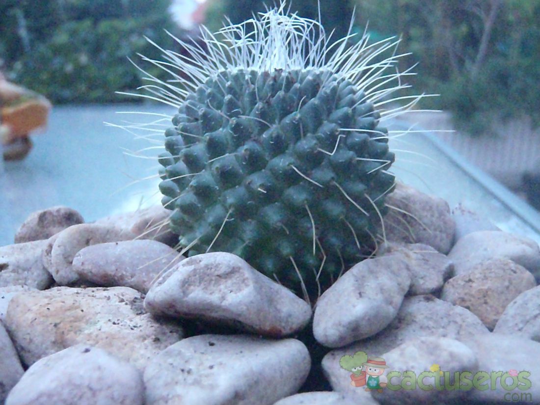 Una foto de Mammillaria spinosissima fma. unpico