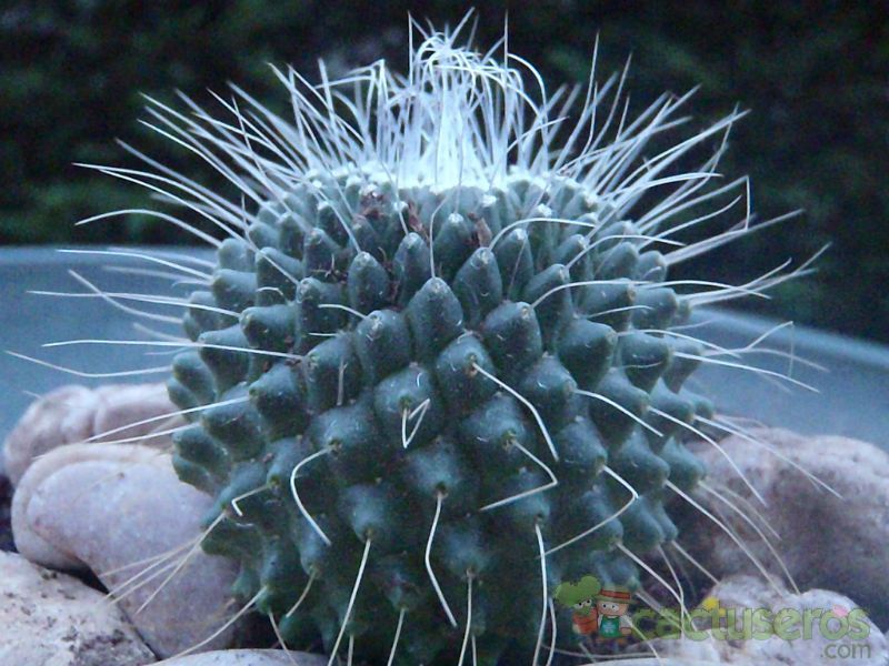 Una foto de Mammillaria spinosissima fma. unpico