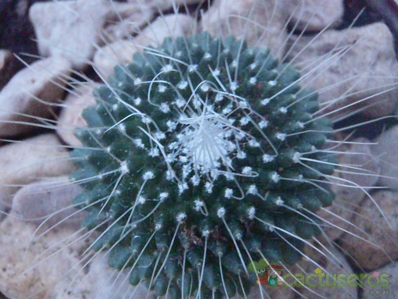 Una foto de Mammillaria spinosissima fma. unpico