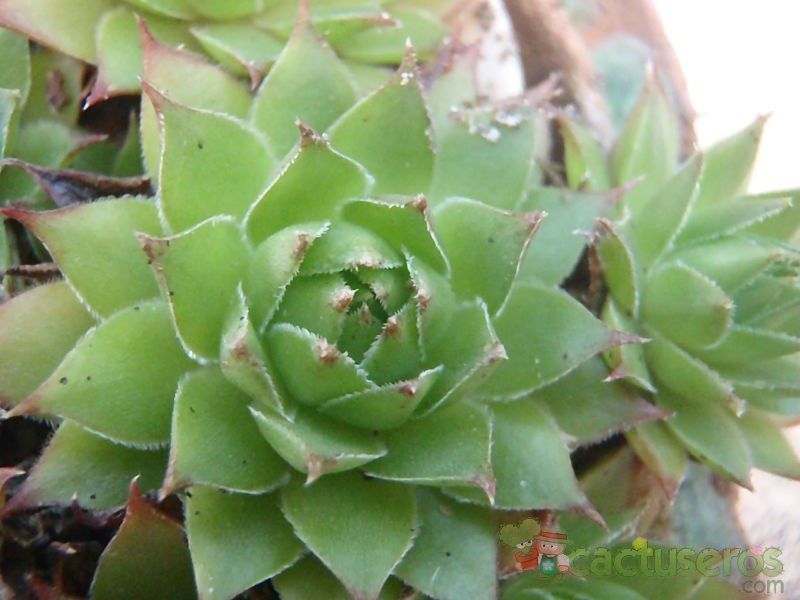Una foto de Sempervivum tectorum