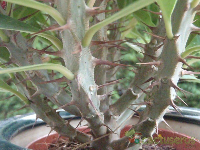 A photo of Euphorbia milii var. milii