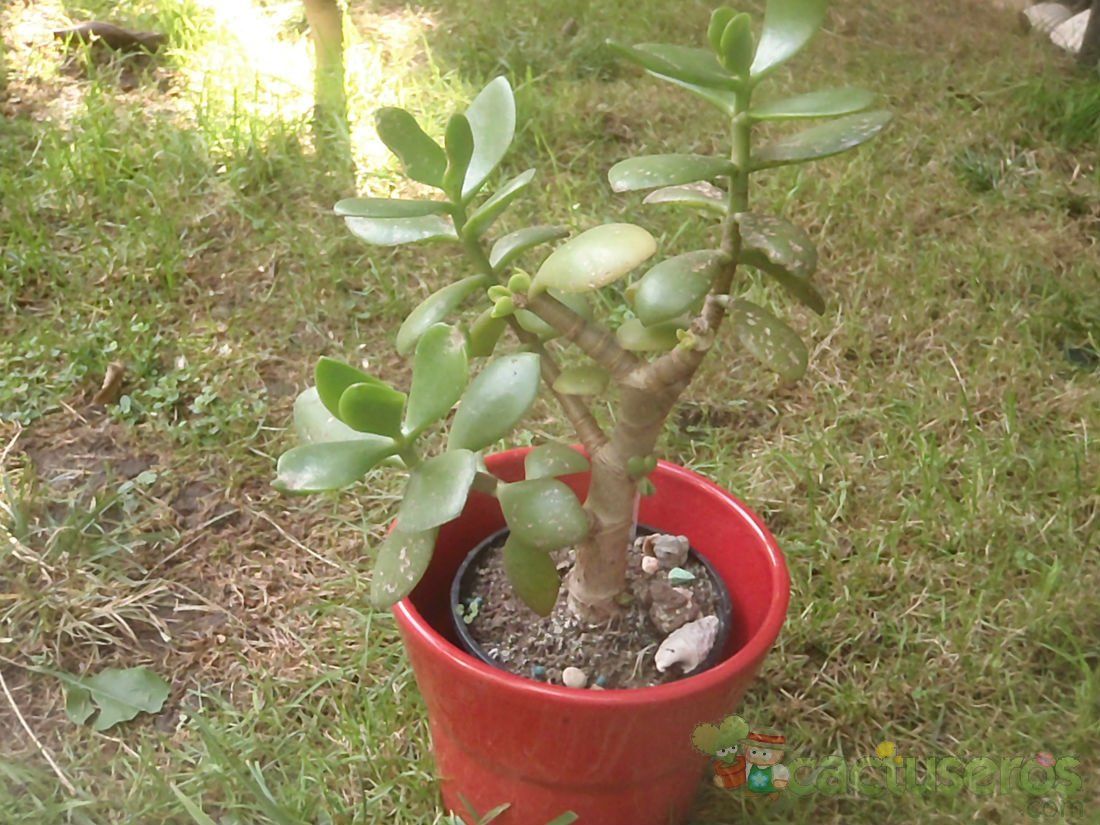A photo of Crassula ovata