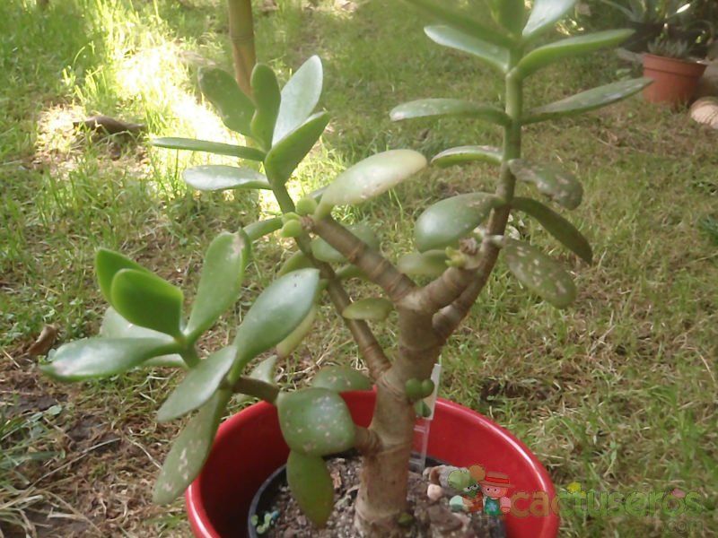 A photo of Crassula ovata