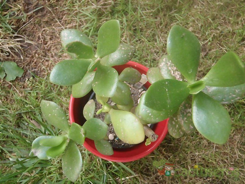 A photo of Crassula ovata