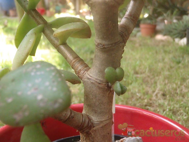 A photo of Crassula ovata