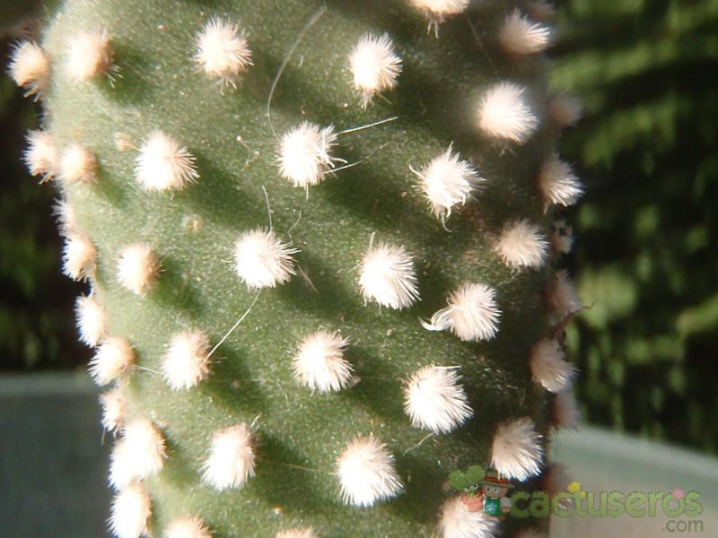 A photo of Opuntia microdasys fma. albispina