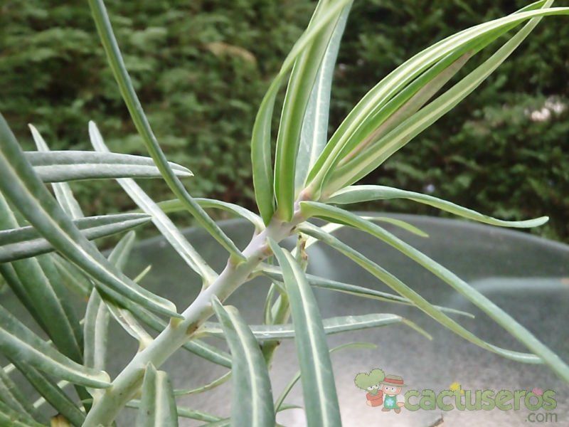 A photo of Euphorbia lathyris