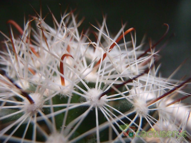 Una foto de Mammillaria boolii