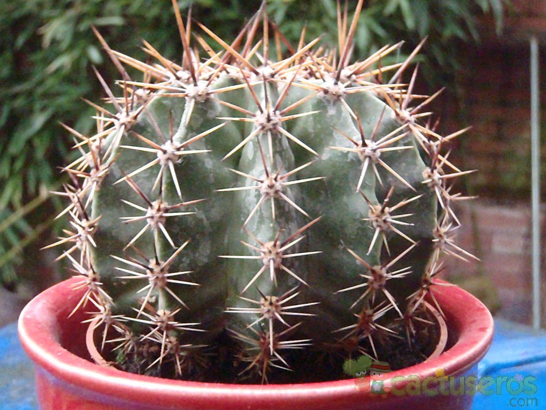 Una foto de Echinopsis aurea
