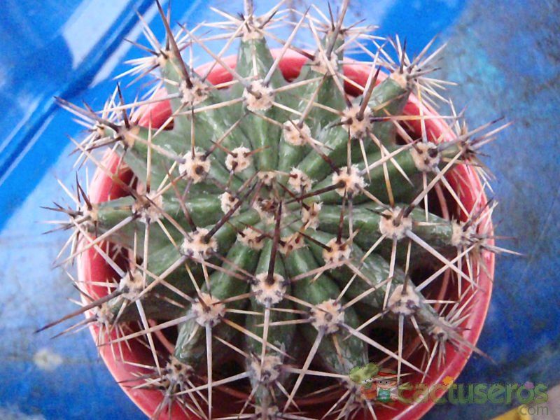 Una foto de Echinopsis aurea