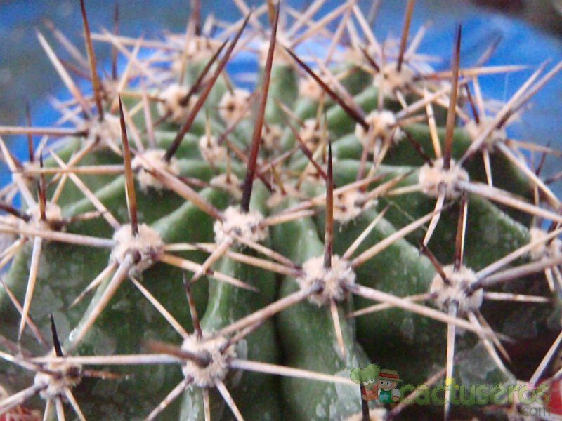 Una foto de Echinopsis aurea