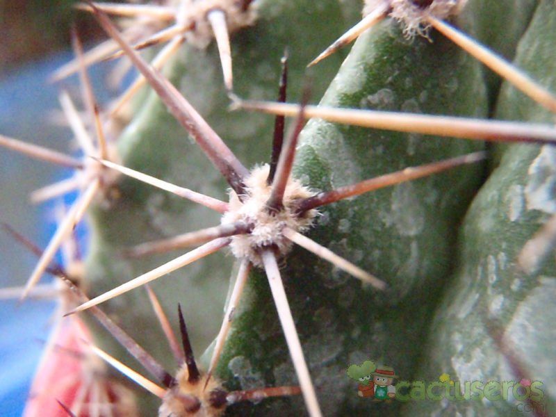Una foto de Echinopsis aurea
