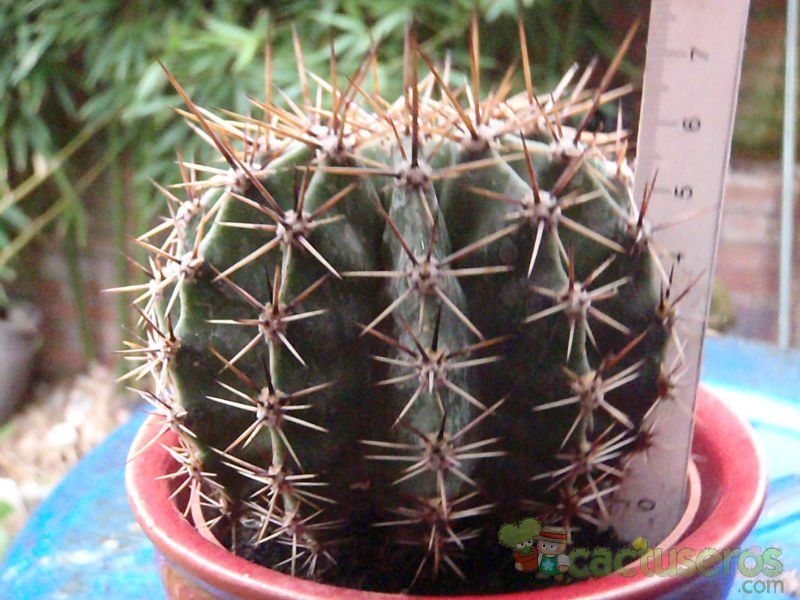 Una foto de Echinopsis aurea